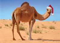 (image for) Holiday Camel Christmas Card